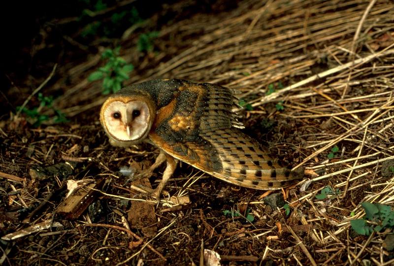 Barn Owl (Tyto alba) {!--가면올빼미-->; DISPLAY FULL IMAGE.