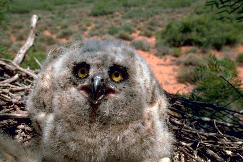 Great Horned Owlet (Bubo virginianus) {!--큰뿔부엉이/아메리카수리부엉이-->; DISPLAY FULL IMAGE.