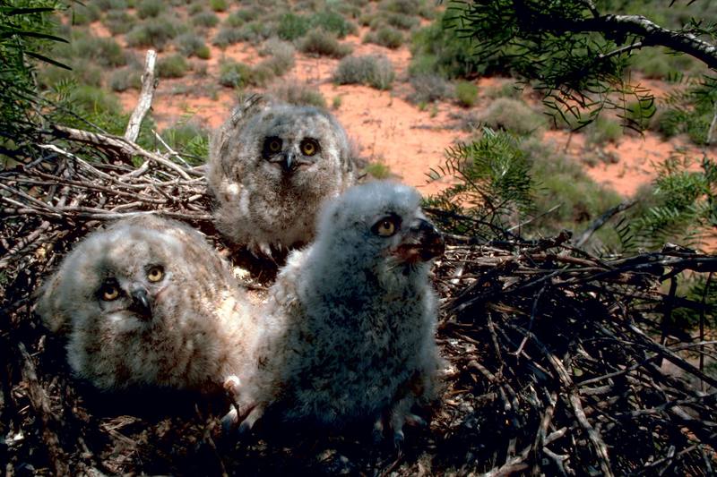 Great Horned Owlets (Bubo virginianus) {!--큰뿔부엉이/아메리카수리부엉이-->; DISPLAY FULL IMAGE.