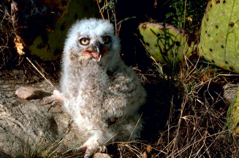 Great Horned Owlet (Bubo virginianus) {!--큰뿔부엉이/아메리카수리부엉이-->; DISPLAY FULL IMAGE.