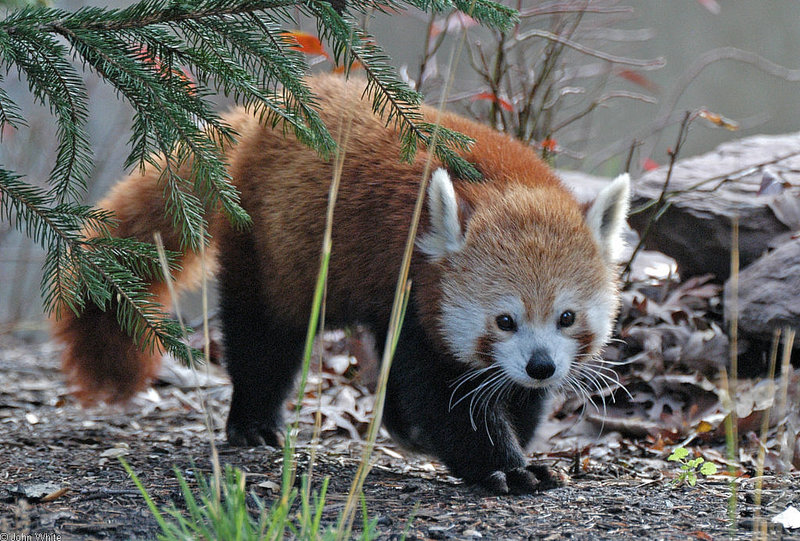 Red Panda (Ailurus fulgens); DISPLAY FULL IMAGE.