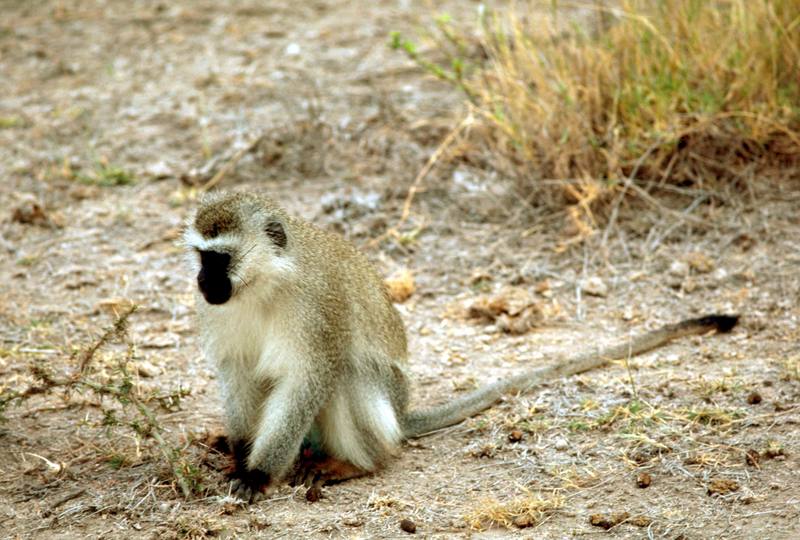 Vervet Monkey (Chlorocebus aethiops) {!--사바나원숭이-->; DISPLAY FULL IMAGE.