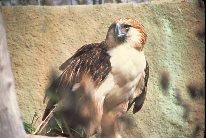 Philippine Monkey-eating Eagle (Pithecophaga jefferyi) {!--원숭이잡이수리(필리핀수리)-->; DISPLAY FULL IMAGE.