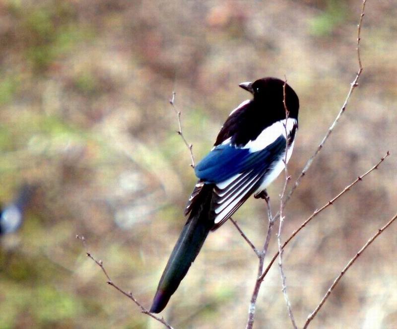 Pica pica (Black-billed Magpie) {!--까치-->; DISPLAY FULL IMAGE.