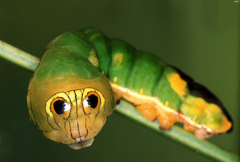 (MikeH_SFF_Nature) [01/20] Costa Rica Leaf Moth caterpillar (Oxytenis Modestia); DISPLAY FULL IMAGE.