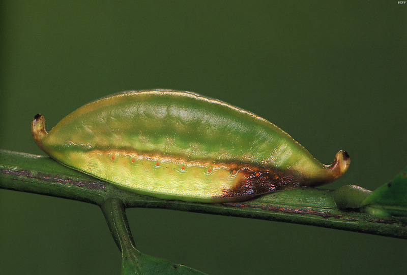(MikeH_SFF_Nature) [04/20] Caterpillar; DISPLAY FULL IMAGE.