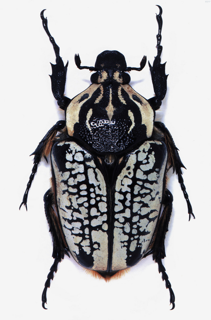 (MikeH_SFF_Nature) [13/20] Beetle; DISPLAY FULL IMAGE.