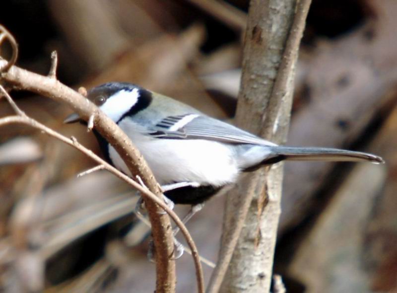Great Tit (Parus major) {!--박새-->; DISPLAY FULL IMAGE.
