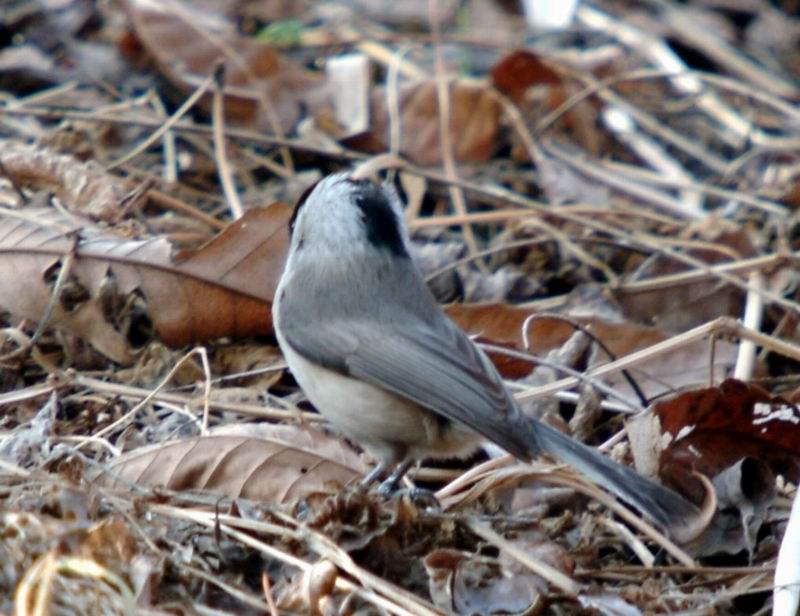 Parus palustris hellmayri (Marsh Tit) {!--쇠박새-->; DISPLAY FULL IMAGE.