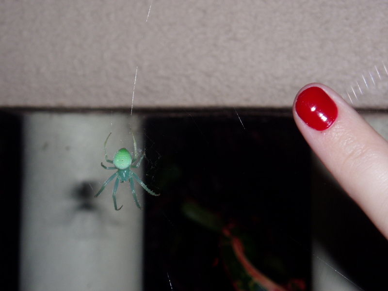 Spider?; DISPLAY FULL IMAGE.