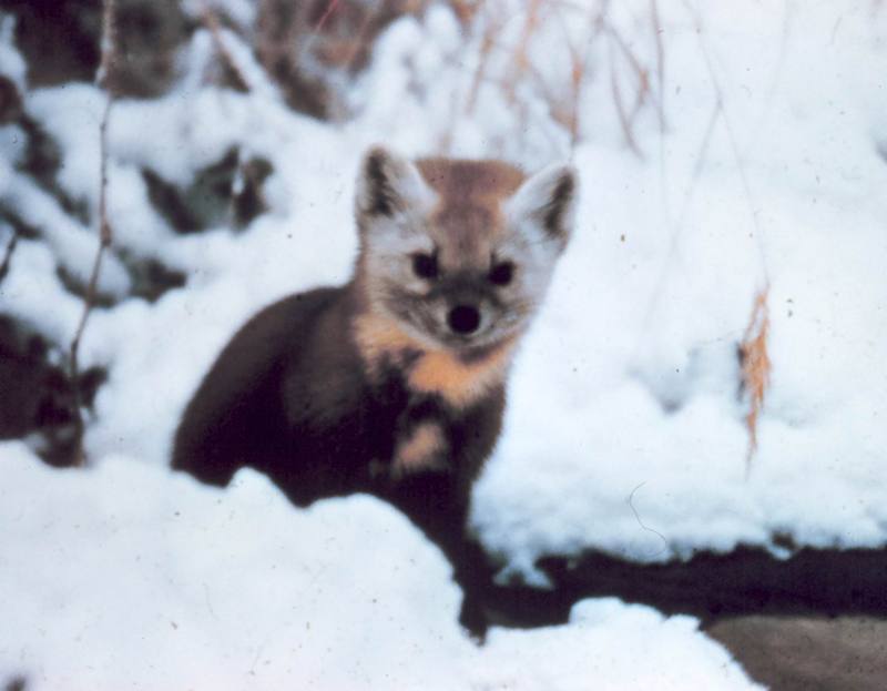 American Marten (Martes americana) {!--아메리카담비-->; DISPLAY FULL IMAGE.