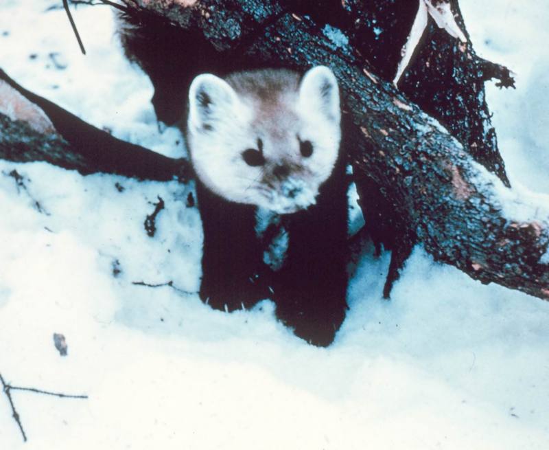 American Marten (Martes americana) {!--아메리카담비-->; DISPLAY FULL IMAGE.