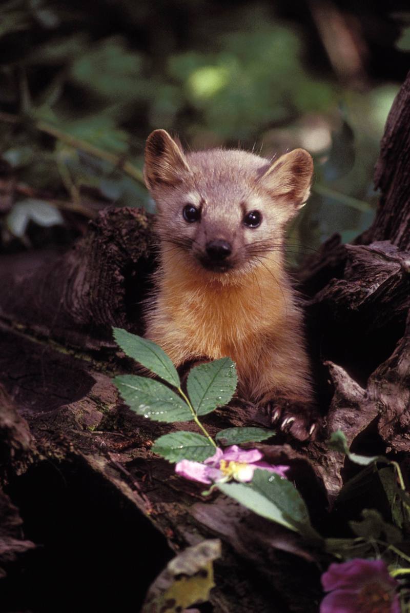 European Pine Marten (Martes martes) {!--유럽소나무산달-->; DISPLAY FULL IMAGE.