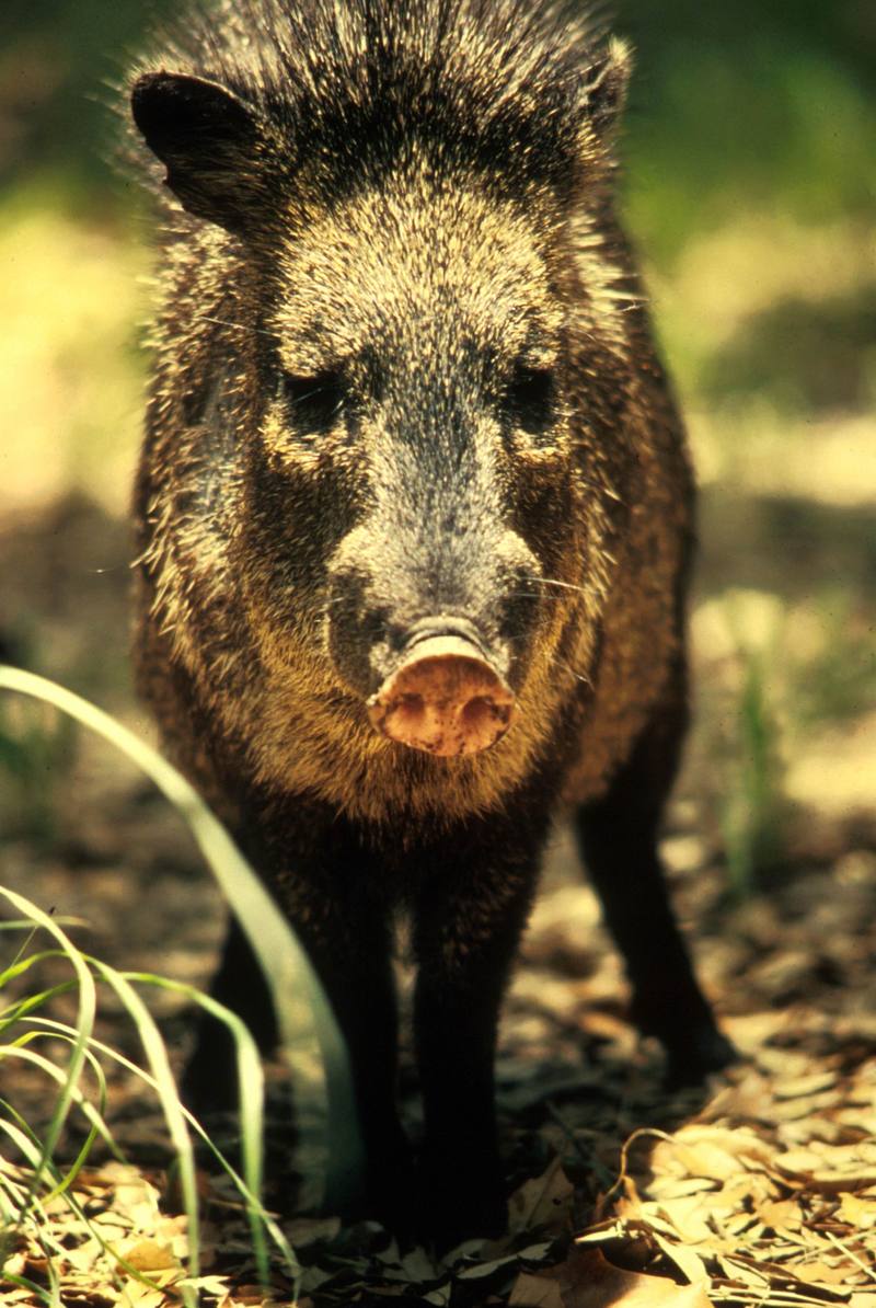 Collared Peccary (Pecari tajacu) {!--목도리페커리-->; DISPLAY FULL IMAGE.