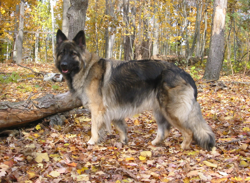 ISSR Shiloh Shepherd; DISPLAY FULL IMAGE.