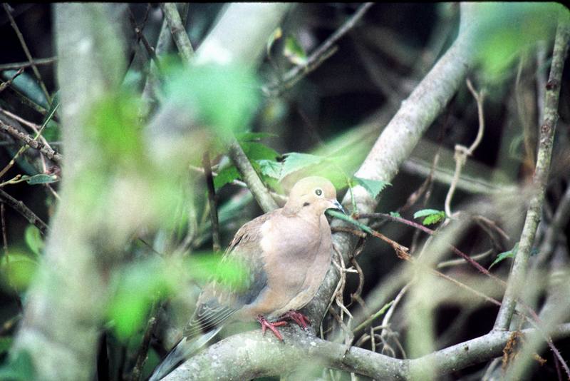 Mourning Dove (Zenaida macroura) {!--긴꼬리비둘기-->; DISPLAY FULL IMAGE.