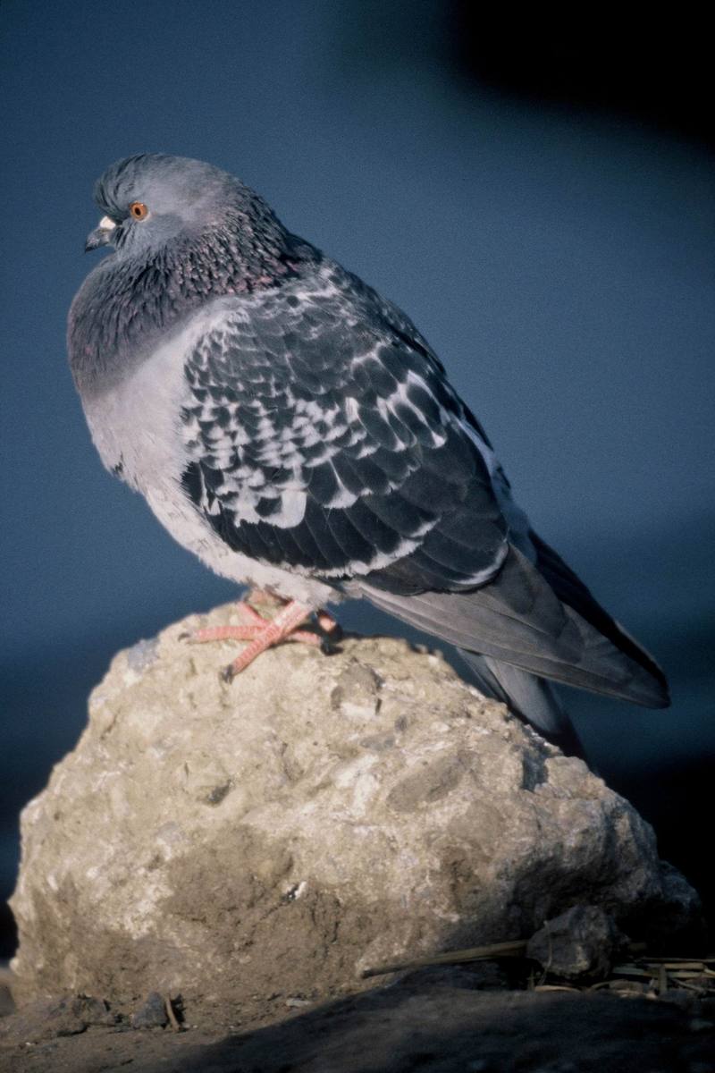 Rock Dove (Columba livia) {!--집비둘기-->; DISPLAY FULL IMAGE.