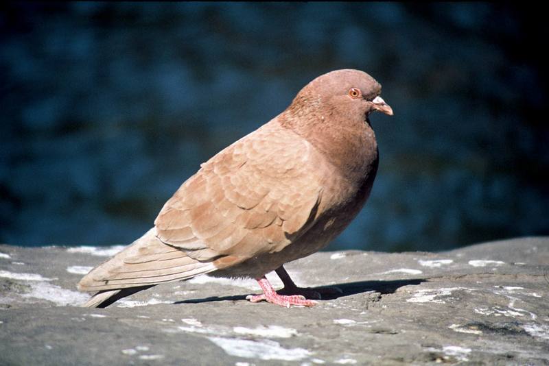 Rock Dove (Columba livia) {!--집비둘기-->; DISPLAY FULL IMAGE.