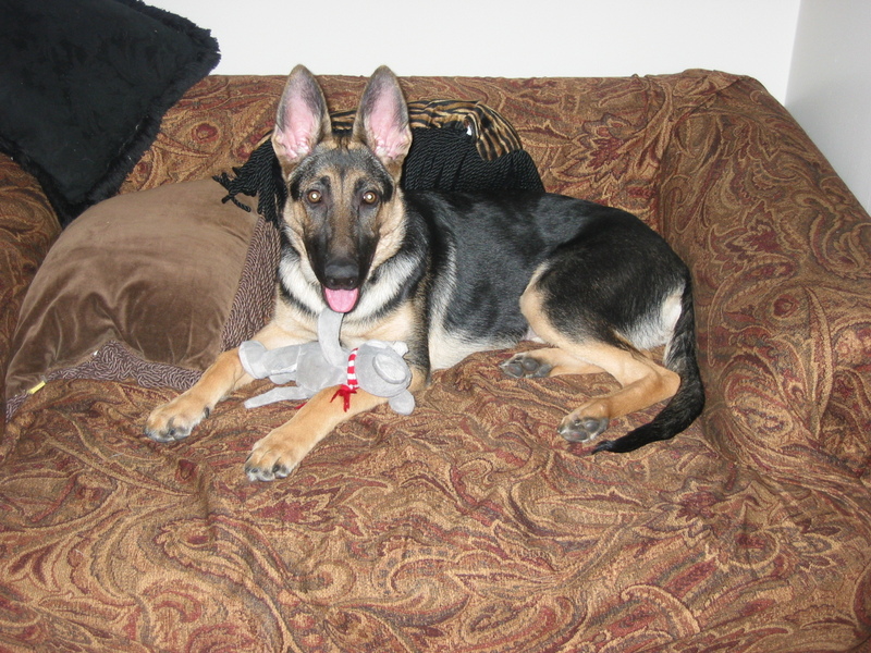 Kandy  ( German Shepperd ); DISPLAY FULL IMAGE.