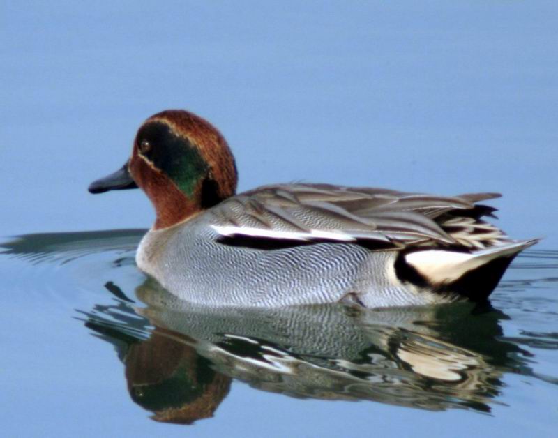 Common Teal (Anas crecca crecca) {!--쇠오리-->; DISPLAY FULL IMAGE.