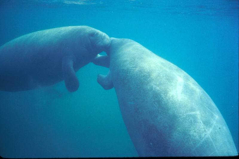 West Indian Manatee pair (Trichechus manatus) {!--카리브바다소,해우(海牛)-->; DISPLAY FULL IMAGE.