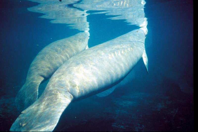 West Indian Manatee mother & calf (Trichechus manatus) {!--카리브바다소,해우(海牛)-->; DISPLAY FULL IMAGE.