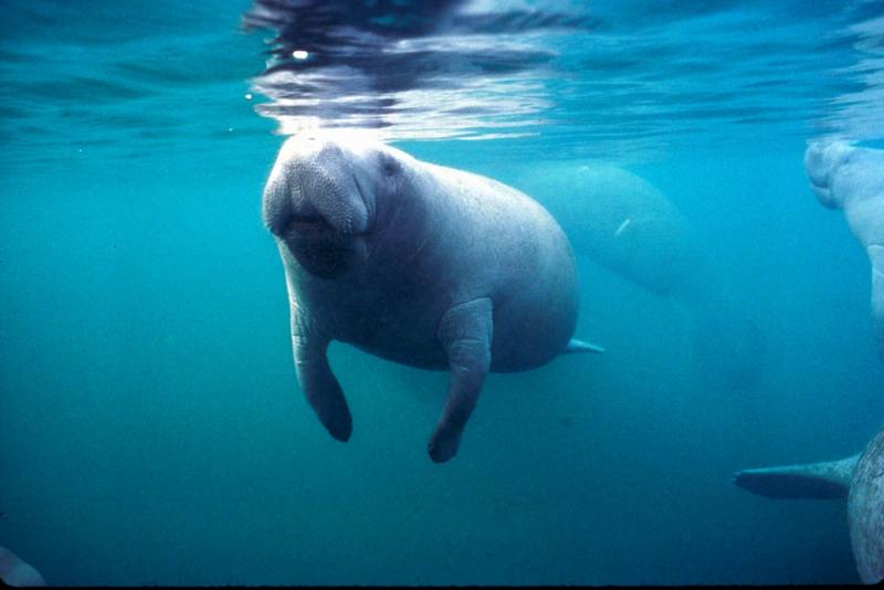 West Indian Manatee (Trichechus manatus) {!--카리브바다소,해우(海牛)-->; DISPLAY FULL IMAGE.