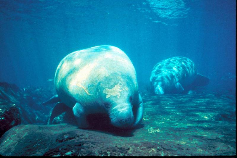 West Indian Manatee (Trichechus manatus) {!--카리브바다소,해우(海牛)-->; DISPLAY FULL IMAGE.