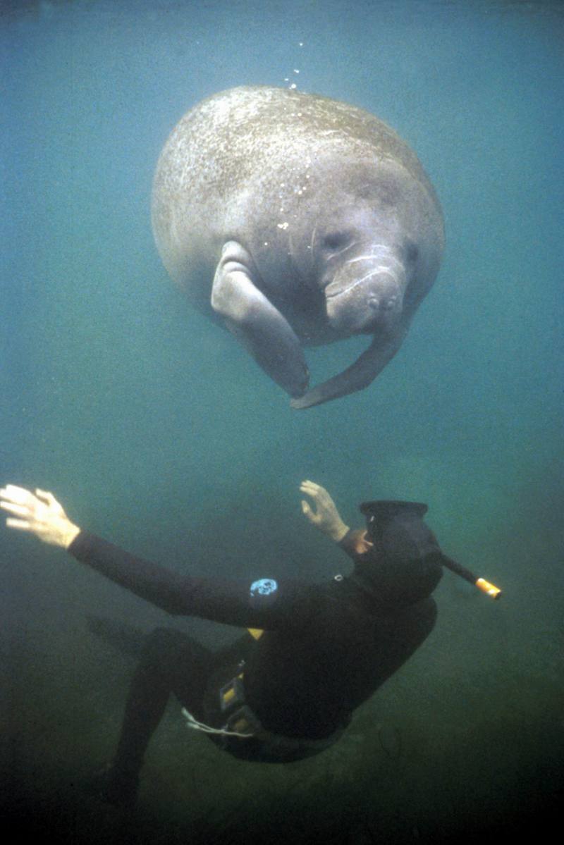 West Indian Manatee (Trichechus manatus) {!--카리브바다소,해우(海牛)-->; DISPLAY FULL IMAGE.