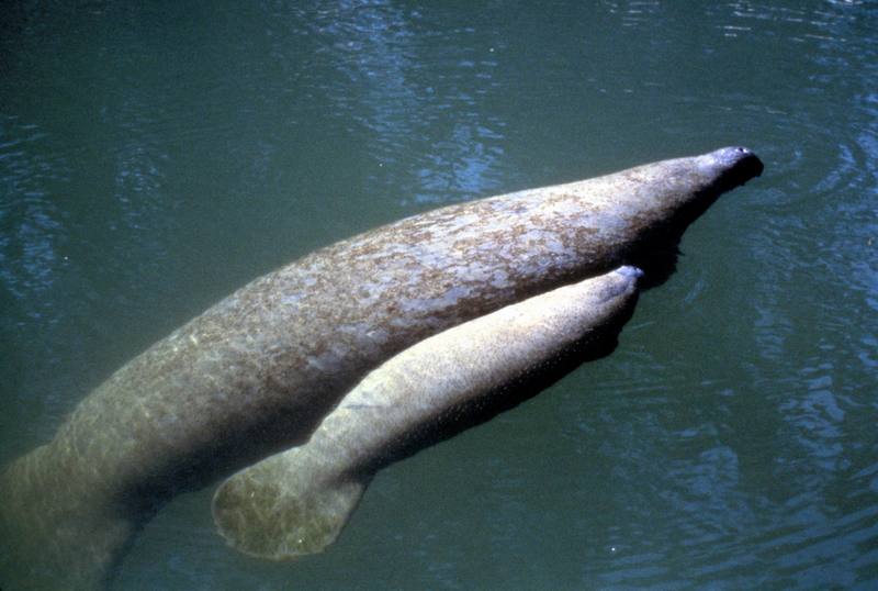 West Indian Manatee mother and calf (Trichechus manatus) {!--카리브바다소,해우(海牛)-->; DISPLAY FULL IMAGE.