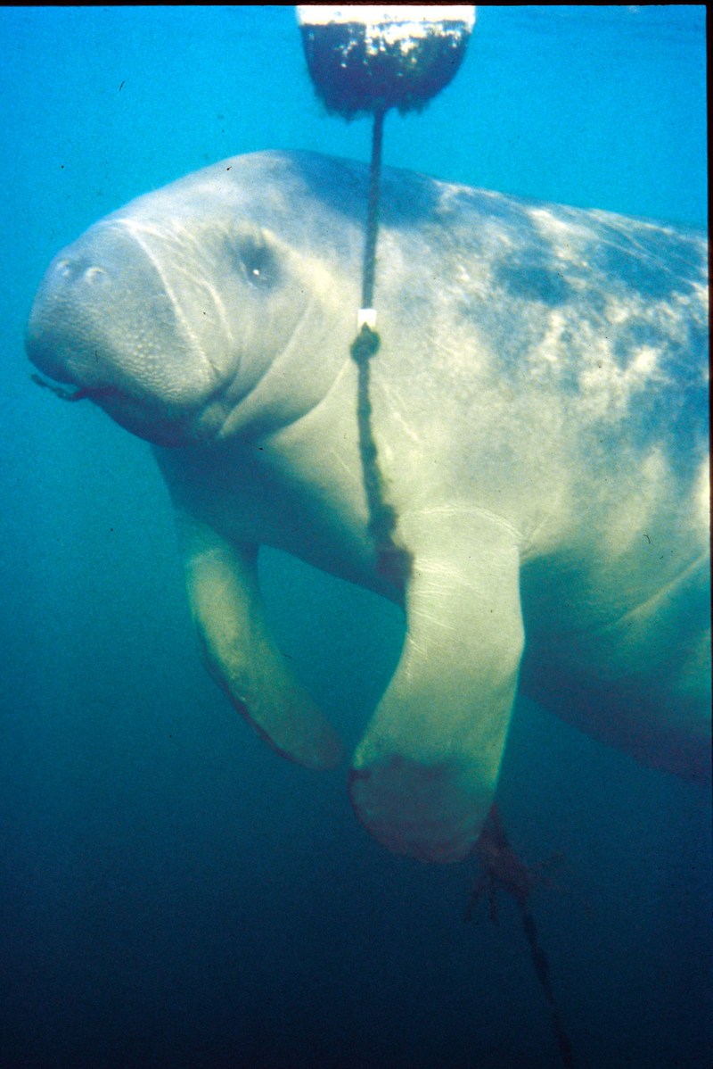 West Indian Manatee (Trichechus manatus) {!--카리브바다소,해우(海牛)-->; DISPLAY FULL IMAGE.