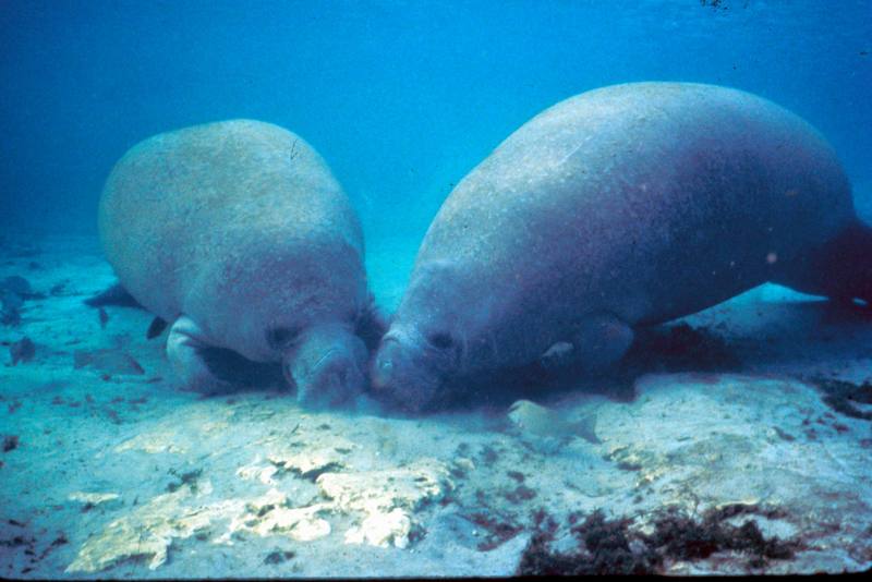 West Indian Manatee (Trichechus manatus) {!--카리브바다소,해우(海牛)-->; DISPLAY FULL IMAGE.