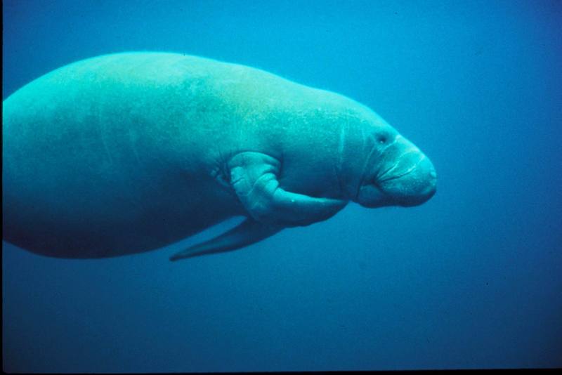 West Indian Manatee (Trichechus manatus) {!--카리브바다소,해우(海牛)-->; DISPLAY FULL IMAGE.