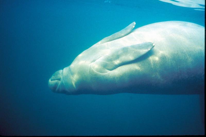 West Indian Manatee (Trichechus manatus) {!--카리브바다소,해우(海牛)-->; DISPLAY FULL IMAGE.