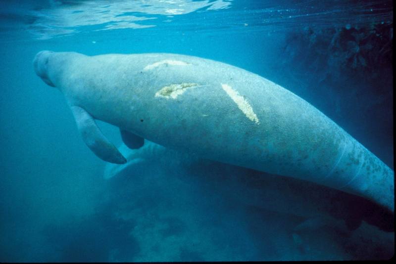 West Indian Manatee (Trichechus manatus) {!--카리브바다소,해우(海牛)-->; DISPLAY FULL IMAGE.