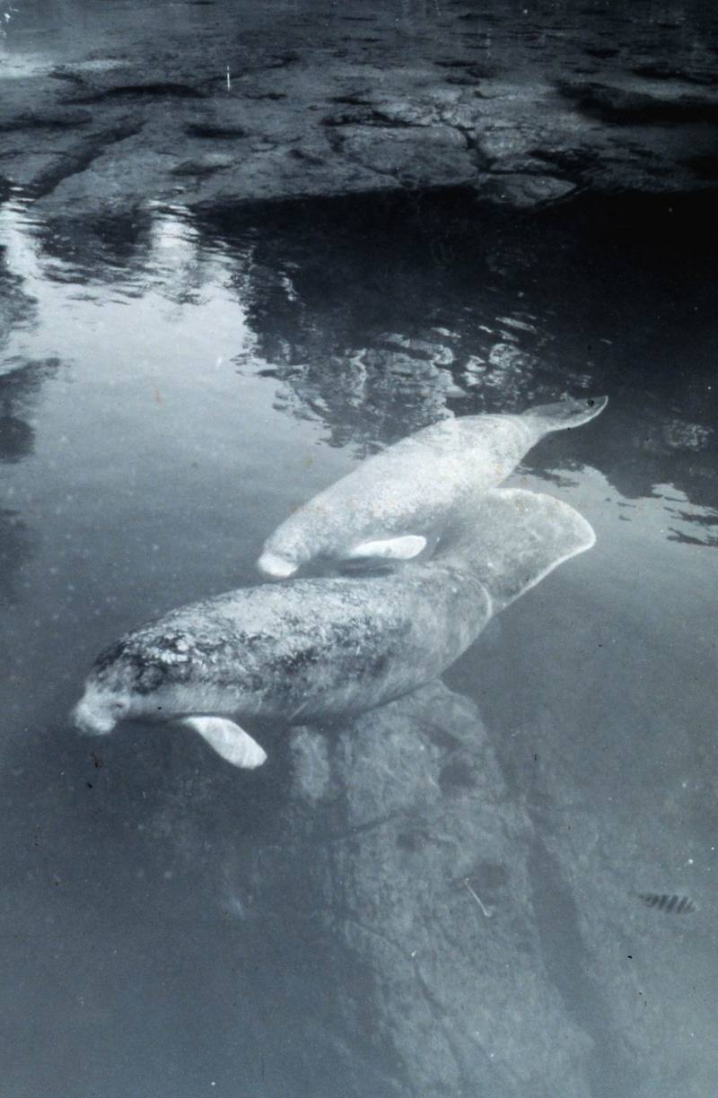 West Indian Manatee mother and calf (Trichechus manatus) {!--카리브바다소,해우(海牛)-->; DISPLAY FULL IMAGE.