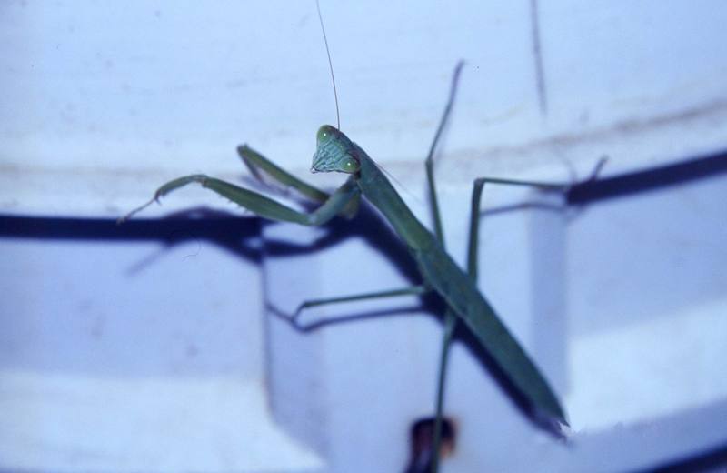 Carolina Mantis (Stagmomantis carolina) {!--미국사마귀-->; DISPLAY FULL IMAGE.