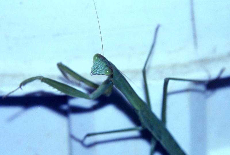 Carolina Mantis (Stagmomantis carolina) {!--미국사마귀-->; DISPLAY FULL IMAGE.