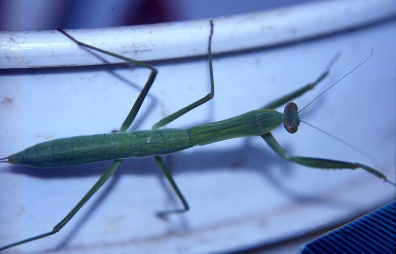 Carolina Mantis (Stagmomantis carolina) {!--미국사마귀-->; DISPLAY FULL IMAGE.