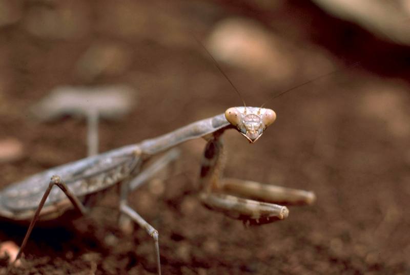 Praying Mantis {!--사마귀(미국)-->; DISPLAY FULL IMAGE.