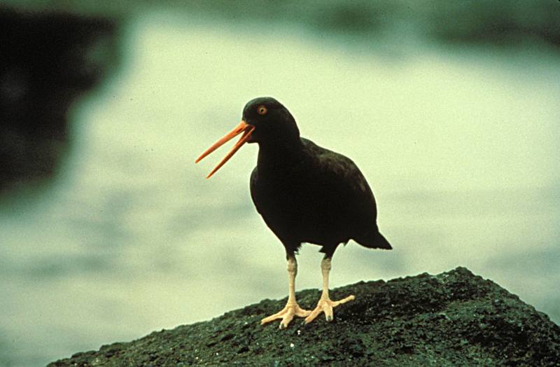 Black Oystercatcher (Haematopus bachmani) {!--검정물떼새(북미)-->; DISPLAY FULL IMAGE.