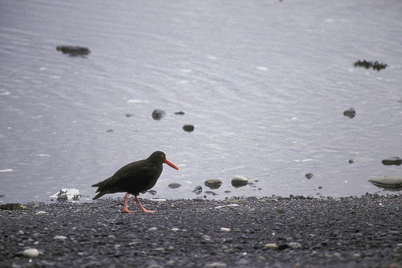 Black Oystercatcher (Haematopus bachmani) {!--검정물떼새(북미)-->; DISPLAY FULL IMAGE.