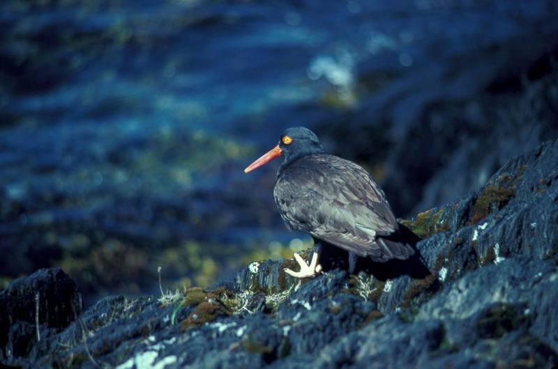 Black Oystercatcher (Haematopus bachmani) {!--검정물떼새(북미)-->; DISPLAY FULL IMAGE.