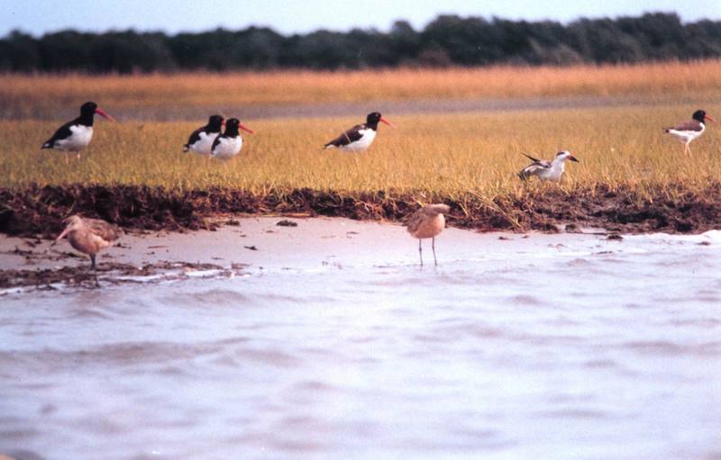 American Oystercatcher flock (Haematopus palliatus) {!--아메리카검은머리물떼새-->; DISPLAY FULL IMAGE.