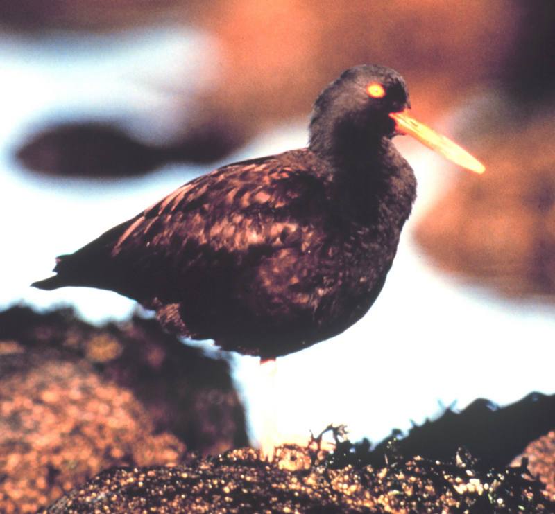 Black Oystercatcher (Haematopus bachmani) {!--검정물떼새(북미)-->; DISPLAY FULL IMAGE.