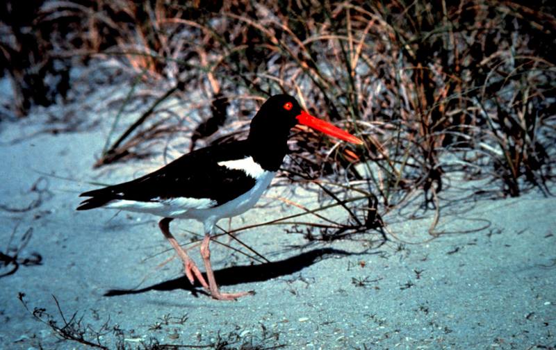 American Oystercatcher (Haematopus palliatus) {!--아메리카검은머리물떼새-->; DISPLAY FULL IMAGE.