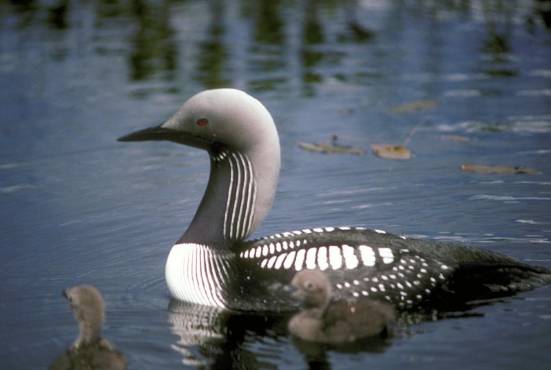 Arctic Loon & chicks (Gavia arctica) {!--큰회색머리아비-->; DISPLAY FULL IMAGE.