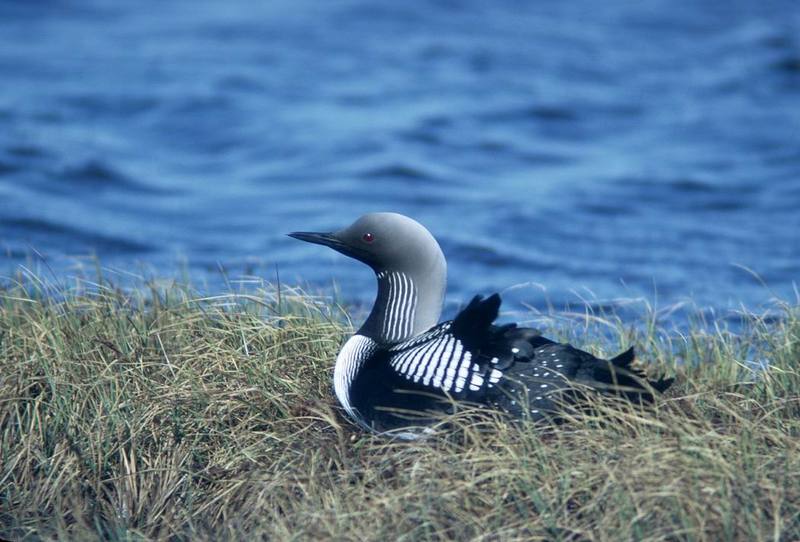 Arctic Loon on nest (Gavia arctica) {!--큰회색머리아비-->; DISPLAY FULL IMAGE.