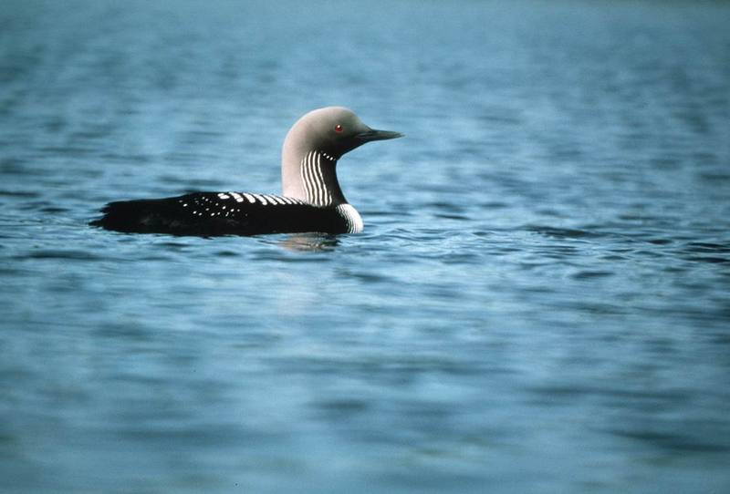 Arctic Loon floating (Gavia arctica) {!--큰회색머리아비-->; DISPLAY FULL IMAGE.