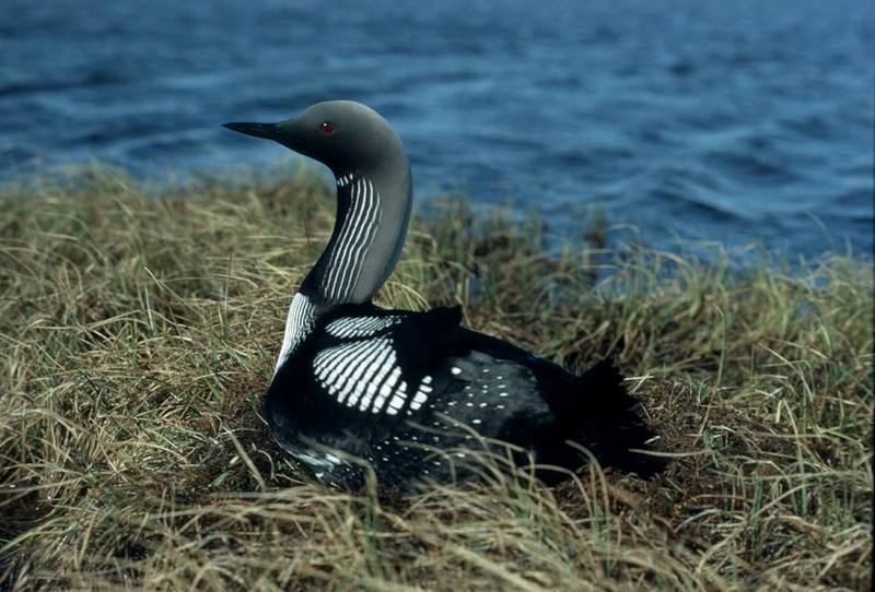 Arctic Loon on nest (Gavia arctica) {!--큰회색머리아비-->; DISPLAY FULL IMAGE.